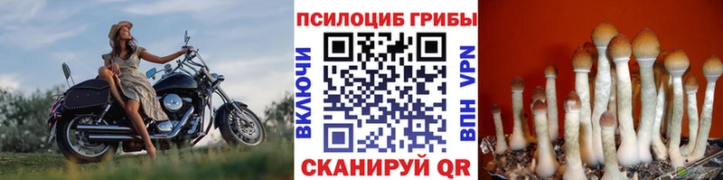 купить наркотики сайты  Ейск  Псилоцибиновые грибы Magic Shrooms 